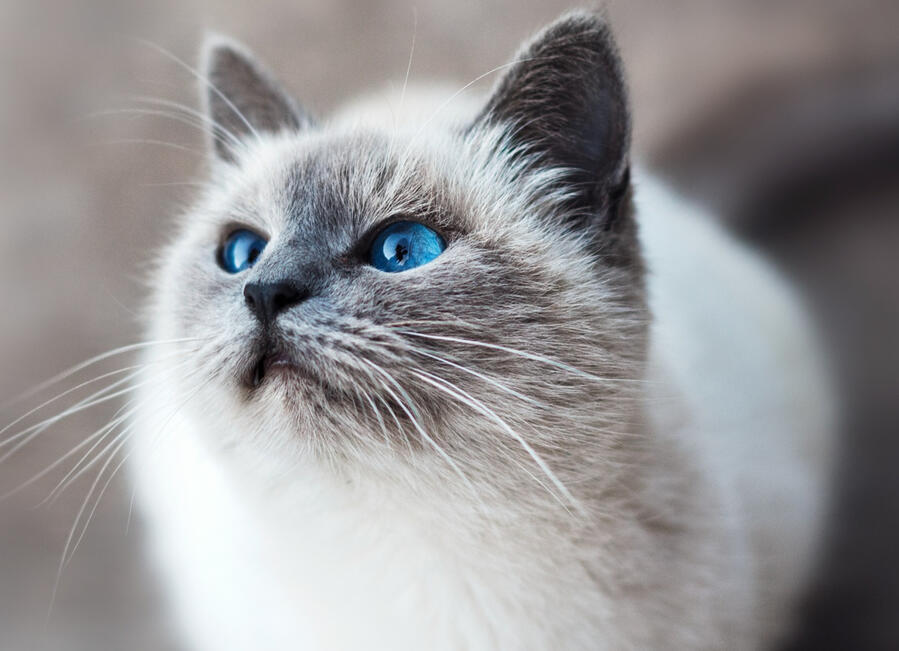 Cat Pic